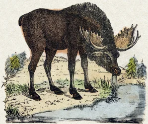 Ren. Gravyr i "" Alphabet des animaux sauvages"". 9:e serien. Bildspråk av Epinal, Pellerin, tryckare-förlag, ca 1870. Gravyrer på trä, stencilerade. 16 sidor. Mått: 20 x 15 cm. Privat samling