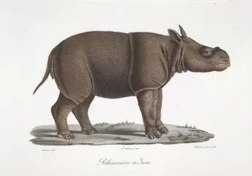 Javan Rhinoceros, från Natural History of Mammals (färg litho)