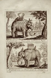 Kungliga elefanter, från Voyage du Siam des Peres Jesuites av Guy Tachard, 1688