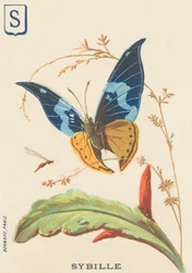 S: Sybil