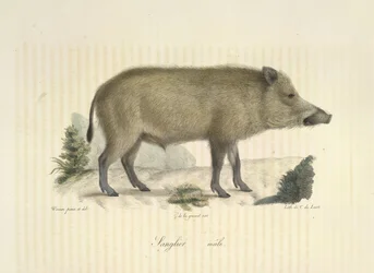 Galt, hane, från Natural History of Mammals (färg litho)