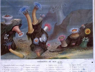 Havsanemoner, från en bok utgiven av Hachette (färg litho)