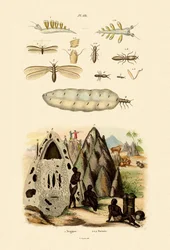 Sjösnigel, 1833-39