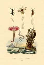 Serpulids, 1833-39