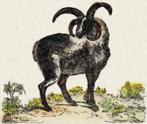 Får. Gravyr i "" Alphabet des animaux sauvages"". 9:e serien. Bildspråk av Epinal, Pellerin, tryckare-förlag, ca 1870. Gravyrer på trä, stencilerade. 16 sidor. Mått: 20 x 15 cm. Privat samling