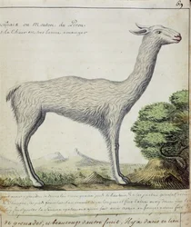 Får från Peru (lama eller alpacka) (wc på papper)