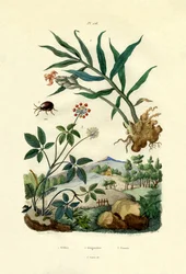 Glänsande spindelbagge, 1833-39