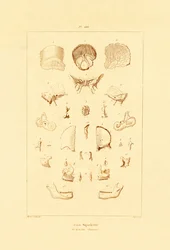 Skelett, 1833-39