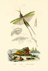 Snedvänd gräshoppa, 1833-39