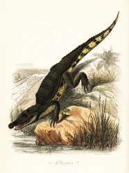 Glasögonkajman, kajmankrokodil