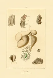Magen, 1833-39