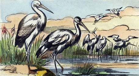Stork. Gravyr i "Buffon Alphabet des Oiseaux n 1". 3:e Serie N 1. Avbildning av Epinal, Epinal, sent 1800-tal. 16 sidor. Mått: 28x21cm