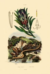 Sugarbush, 1833-39