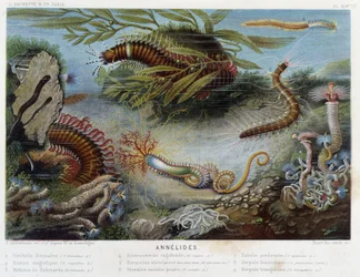 Sunapte de Duvernoy - i "" Le Monde de la Mer"" av Alfred Fredol. ed. Paris, Hackette.