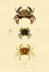 Simmande krabbor
