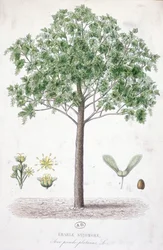 Sycamore lönn