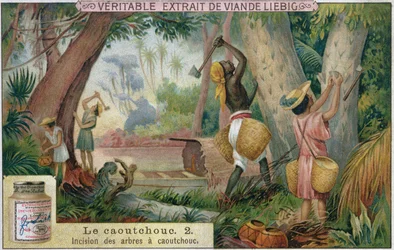 Tappande gummiträd, reklamkort för Veritable Extrait de Viande Liebig, sent 1800-tal