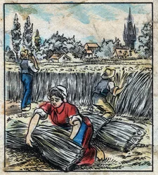 Textil, lin: jordbruk. Samlar linne som sätts ihop i en stövel för att torka. Gravyr. Epinal avbildning sent 1800-tal.
