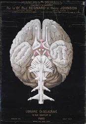 The Brain, från Planches Murales dAnatomie et de Physiologie av Dr. Paul Regnard och Henry Johnson