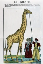 The Giraffe - Bild på Epinal