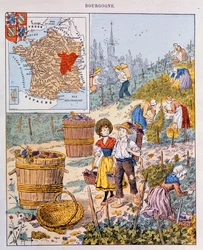 Druvskörden i Bourgogne, illustration från en skolbok, c.1910