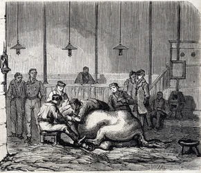 Nationella veterinärskolan i Alfort - Frankrikes stora skolor - Veterinärskolan i Maisons-Alfort 1866 - dissektionssalen - gravyr i "Le Monde Illustré" från 1866