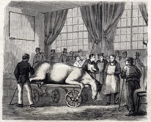 Nationella veterinärskolan i Alfort - Frankrikes stora skolor - veterinärskolan i Maisons-Alfort 1866 - operationssalen - gravyr i "Le Monde illustré" från 1866