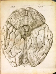 The Structure of the Brain, från De Homine Figuris av Rene Descartes (1596-1650) publicerad i Haag, 1662