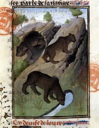 Björnen - i "" The Hunting Book of Gaston Phoebus, Count of Foix, Lord of Béarn""