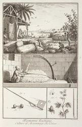 Odlingen av bomull, från Encyclopedia av Denis Diderot (1713-84), graverad av A. Provost (fl.1834-55), ca 1760