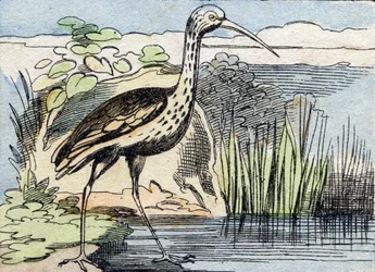 Snurren . Gravyr i "Buffon Alphabet des Oiseaux n 2". 3:e Serie N 2. Avbildning av Epinal, Epinal, sent 1800-tal. 16 sidor. Mått: 28x21cm