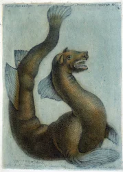 Den marina kamelen. Illustration av M. Toussaint (1756) i "Periodic Observations on Physics, Natural History and the Arts".