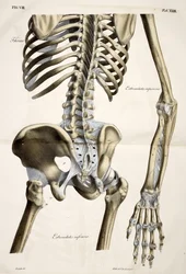Thorax, från människokroppens anatomiska plattor utförda enligt naturliga dimensioner, åtföljd av en förklarande text Publicerad av cte de Lasteyrie