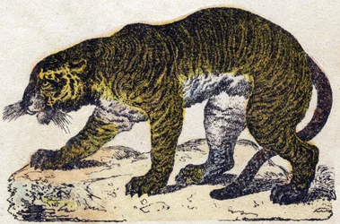 Tiger. Gravyr i "" Alphabet des animaux sauvages"". 9:e serien. Bildspråk av Epinal, Pellerin, tryckare-förlag, ca 1870. Gravyrer på trä, stencilerade. 16 sidor. Mått: 20 x 15 cm. Privat samling