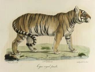 Kunglig tiger, hona. En kvinnlig kunglig tiger, från Natural History of Mammals (färg litho)
