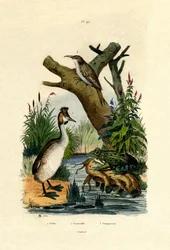 Padda, 1833-39