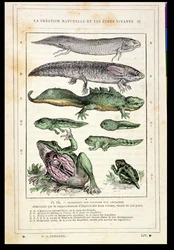 Övergång av fisk till amfibier, från en bok av Dr. Rengade, c.1880