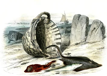 Trigle grondin (Trigle cuculus), vitling (merlangius merlangus), raie grondin (dipturus batis) - Tallrik extraherad från Histoire Naturelle av Bernard Germain de Lacepede (1856-1925), upplaga P.Furme, Paris