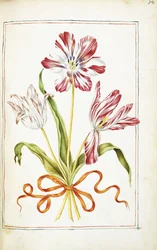 Tulpaner, 1700-tal