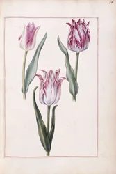 Tulpaner, 1700-tal
