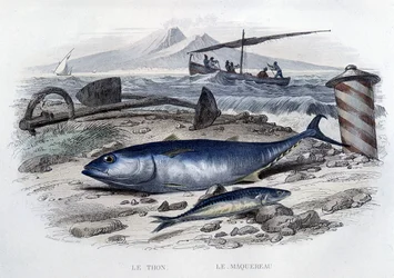 Tonfisk och makrill - i "Natural History" av Lacepède, T.II, ed. Furne et Cie, Paris