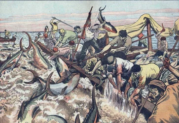 Tonfiskfiske i Tunisien:1925