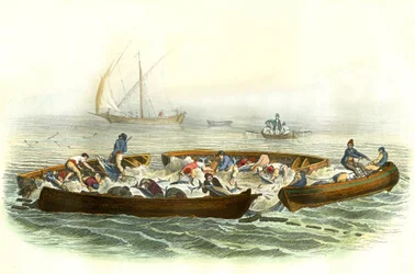 Tonfiskfiske eller magrague - Tallrik extraherad från Histoire Naturelle av Bernard Germain de Lacepede (1856-1925), upplaga P.Furme, Paris
