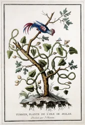 Turbith, växt från ön Zeilan, 1784