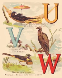U V W: Svart emu, gam, sädesärla, whisky