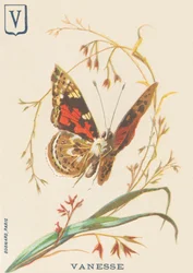 V: Vanesse (Vanessa cardui eller steplady eller Vanesse du thistle)