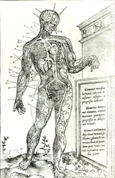Vaskulärt system enligt Charles Etienne, från The Dissection of the Human Body