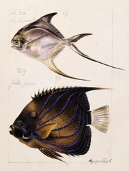 Velle... Etc, c.1850