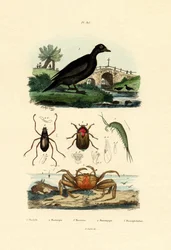 Sammetsand, 1833-39
