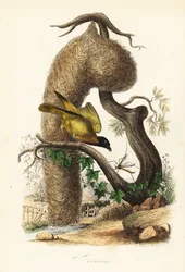 Byvävare, Ploceus cucullatus, med bo av vävt gräs